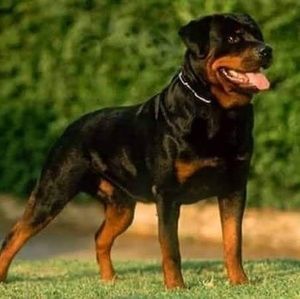 Meet your Posher, Alfonso